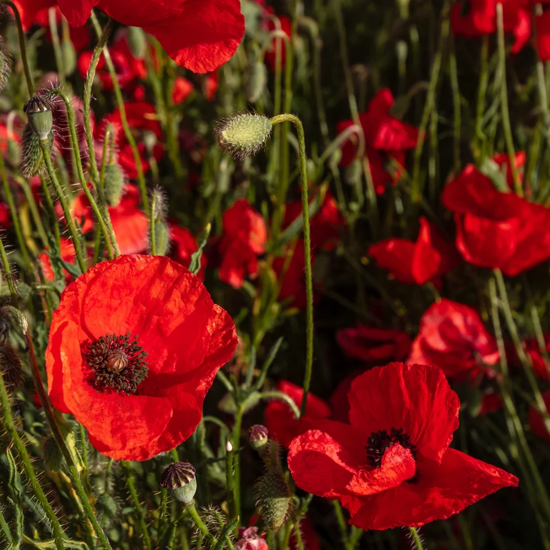 Coquelicot Red Corn Poppy Bio
