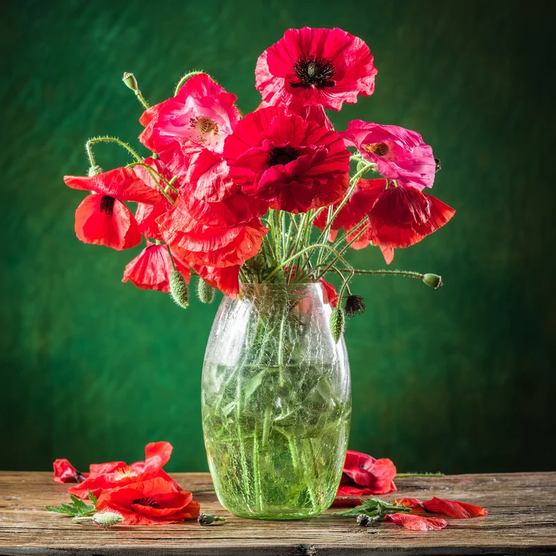 Coquelicot Red Corn Poppy Bio