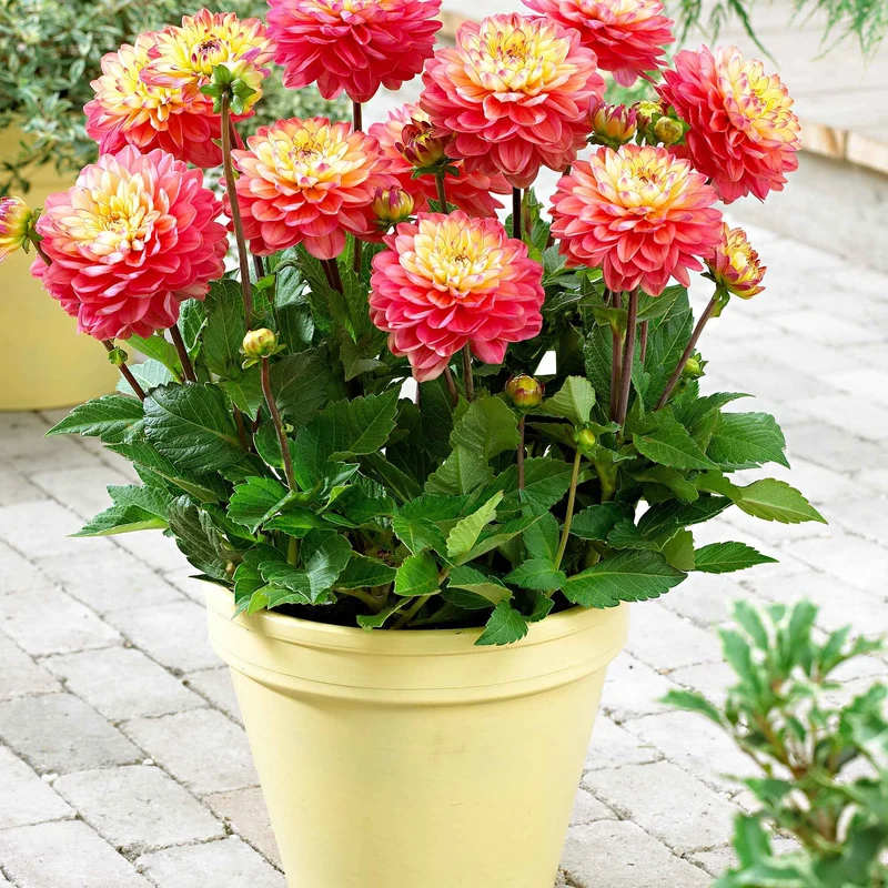 3 Dahlias Melody Allegro