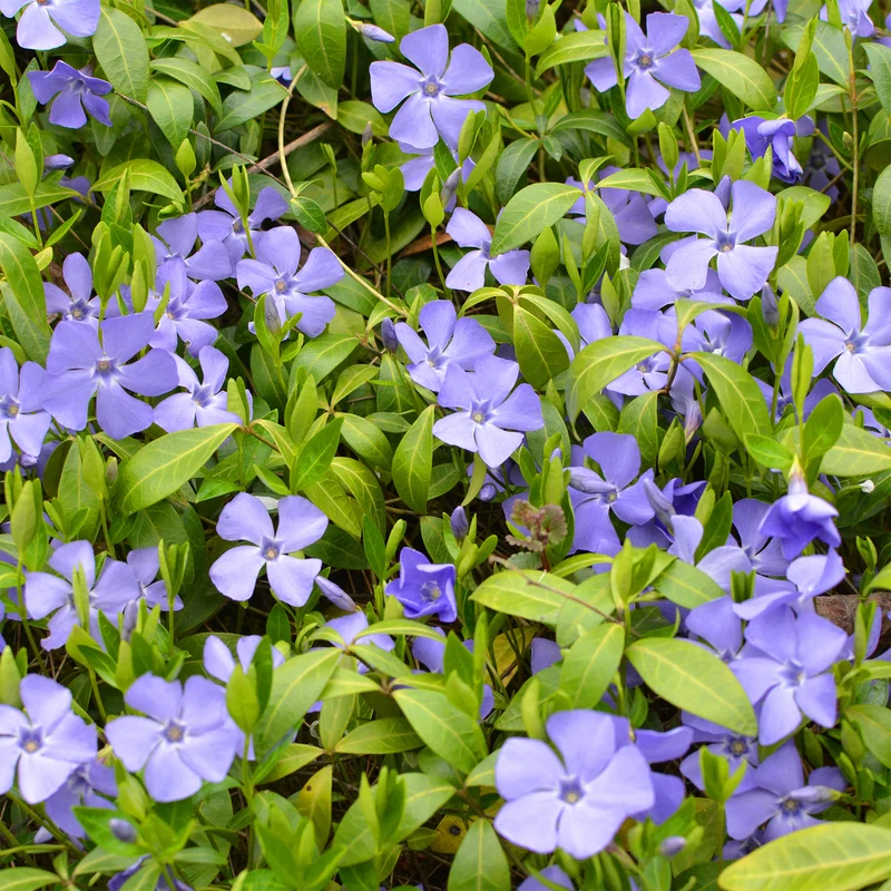 Petite pervenche
