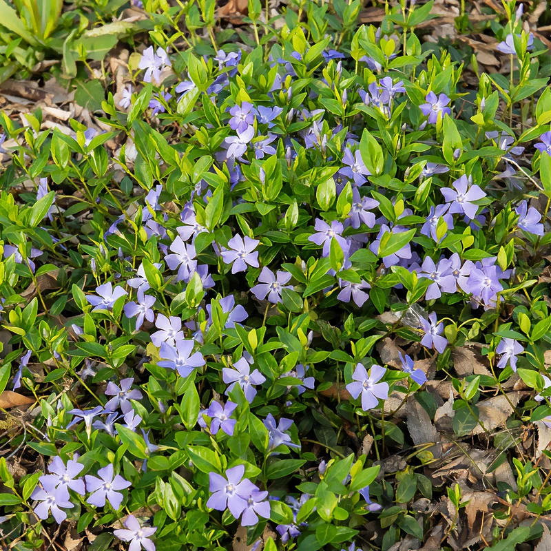 Petite pervenche
