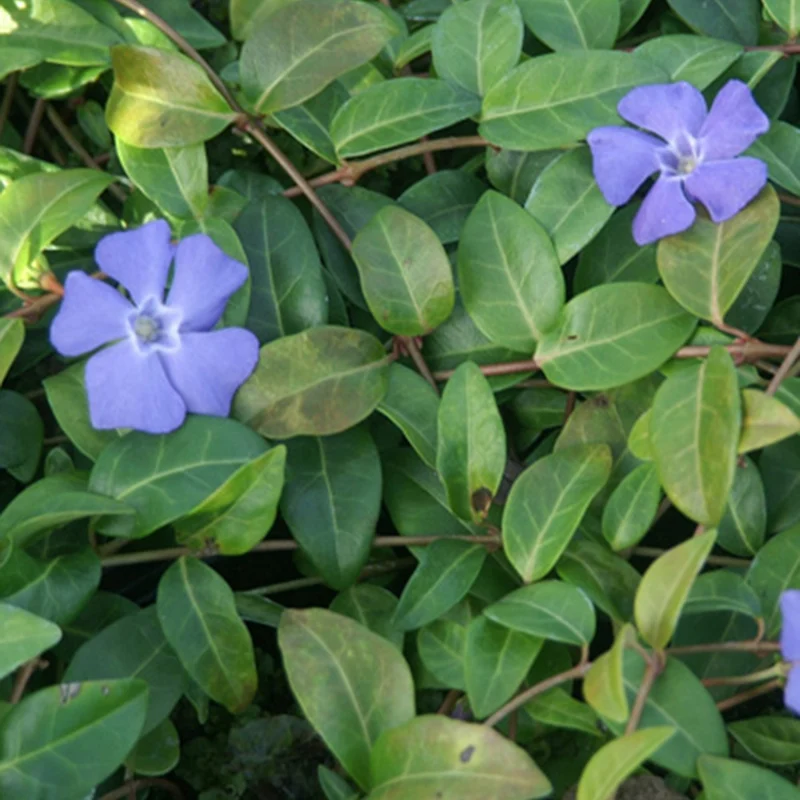Petite pervenche