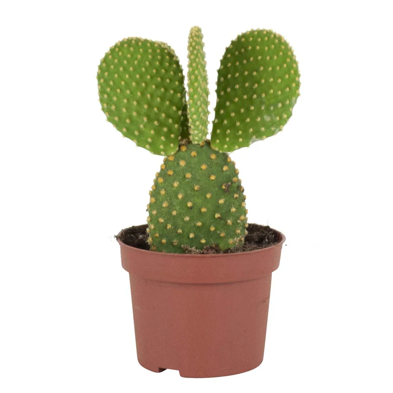 Cactus Opuntia Microdasys