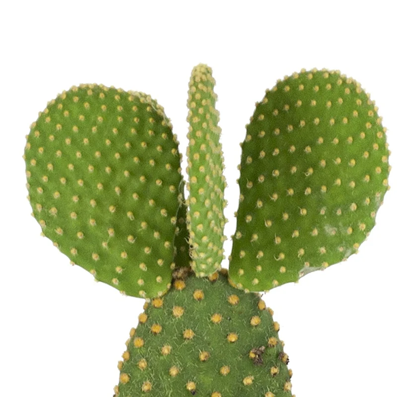 Cactus Opuntia Microdasys