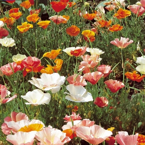 Pavot de Californie à fleurs simples en mélange