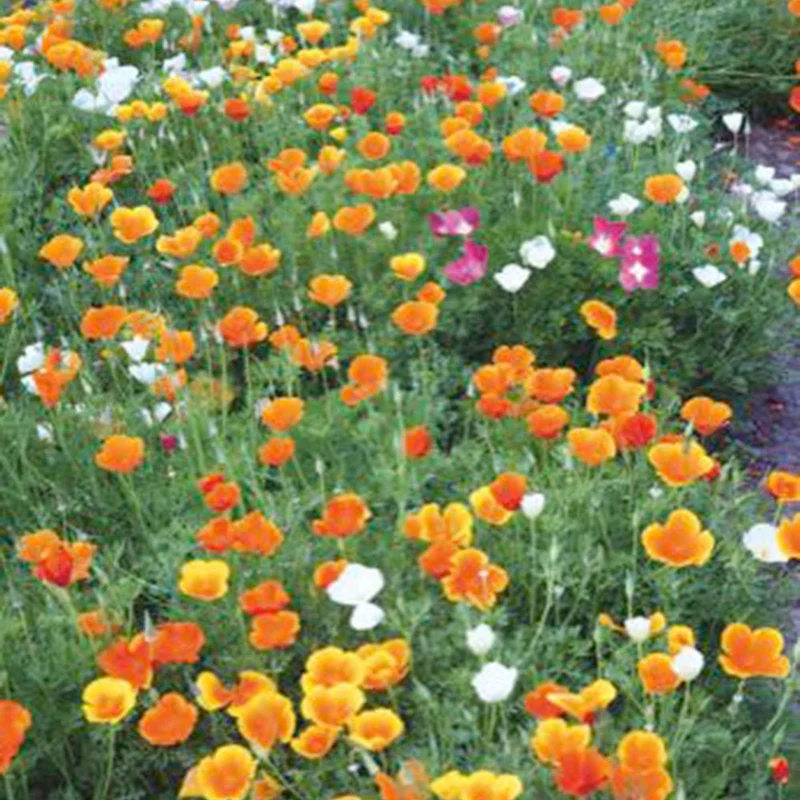 Pavot de Californie à fleurs simples en mélange