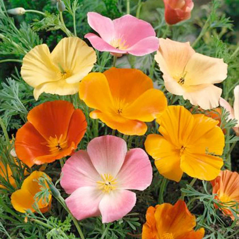 Pavot de Californie à fleurs simples en mélange