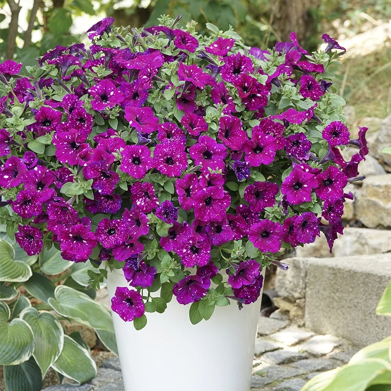 3 Pétunias Royal Sky