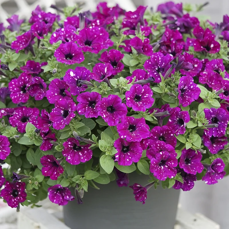 3 Pétunias Royal Sky
