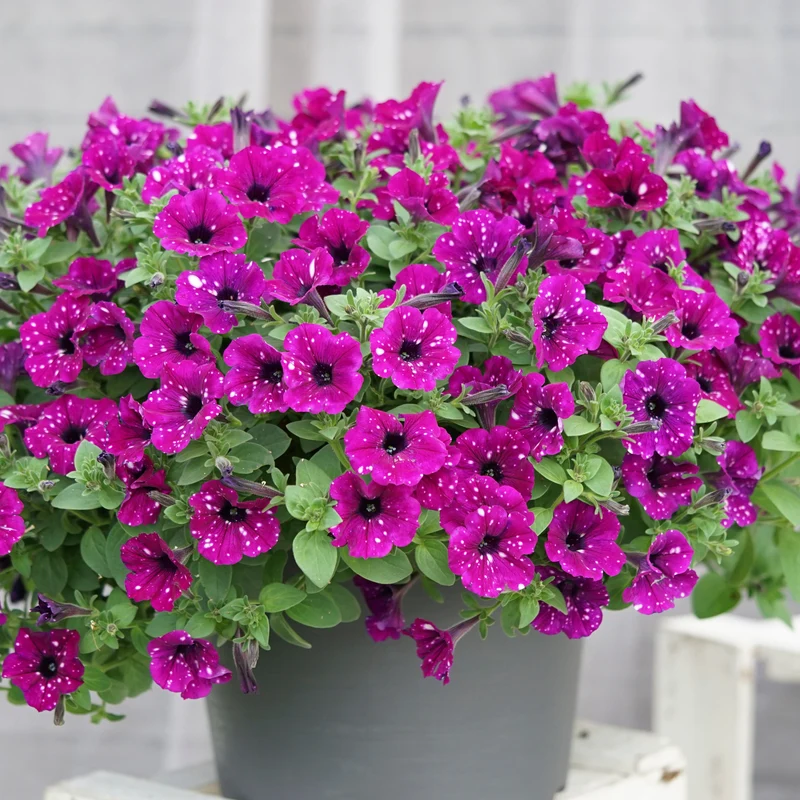3 Pétunias Royal Sky
