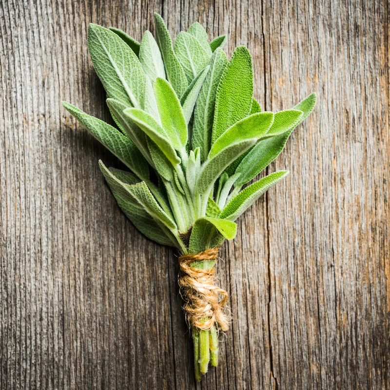 Sauge officinale Fanni Bio