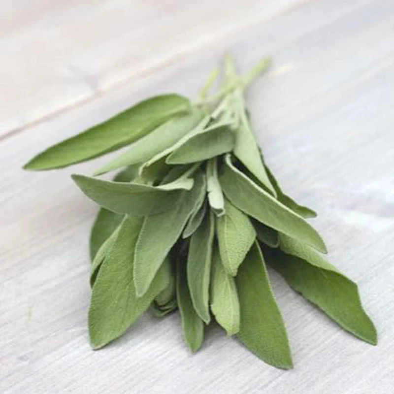 Sauge officinale Fanni Bio