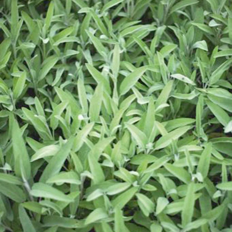 Sauge officinale Fanni Bio