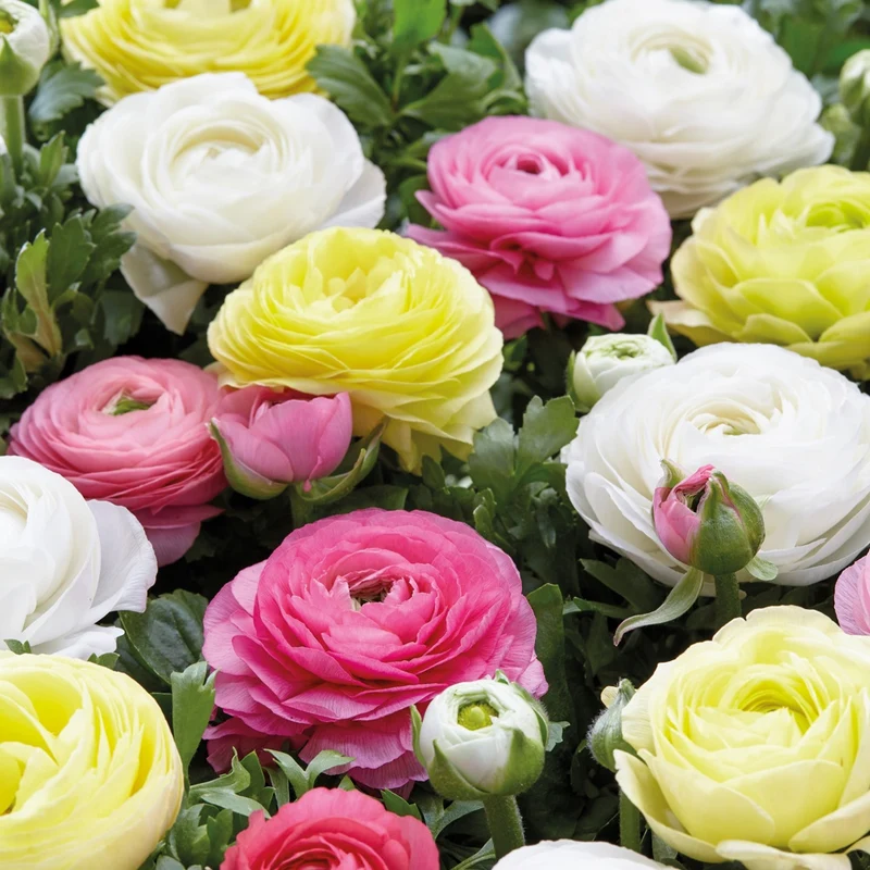 30 Renoncules pastel jaune, blanc, rose en mélange