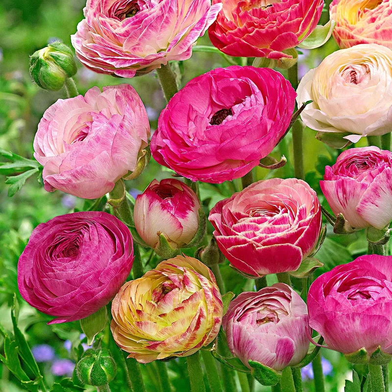 15 Renoncules à fleurs doubles Peony Blend en mélange