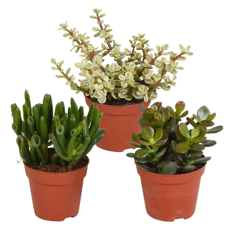 3 Mélanges de crassulas