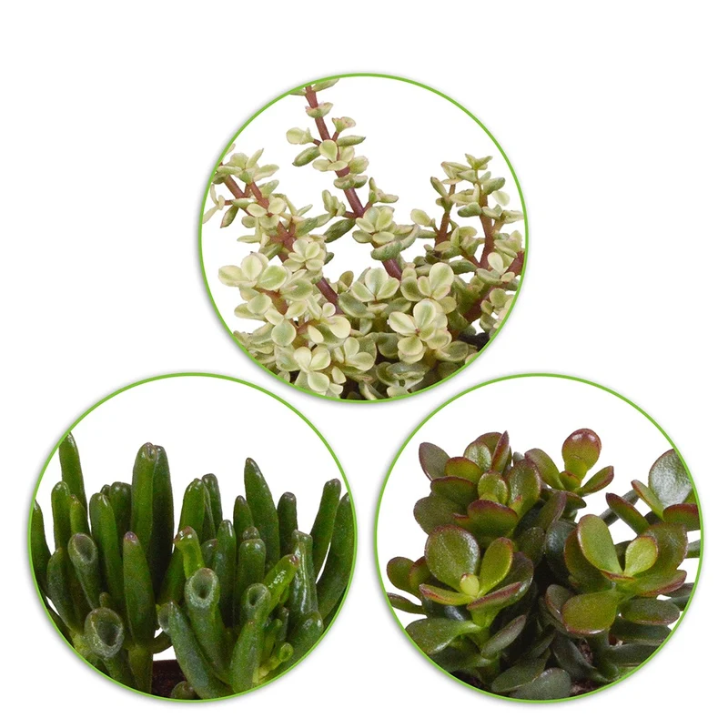 3 Mélanges de crassulas