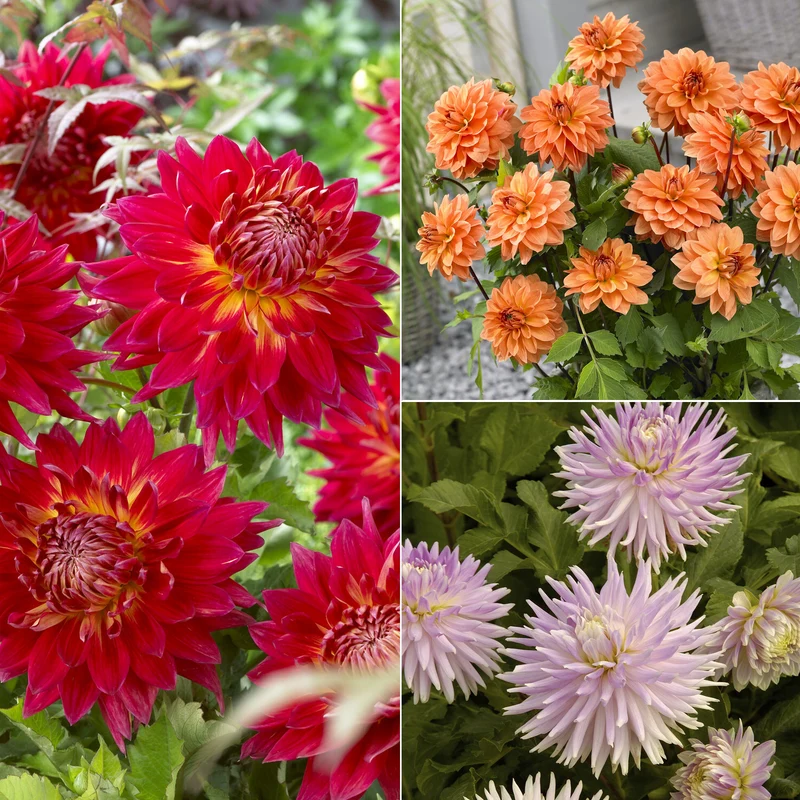 5 Dahlias en mélange