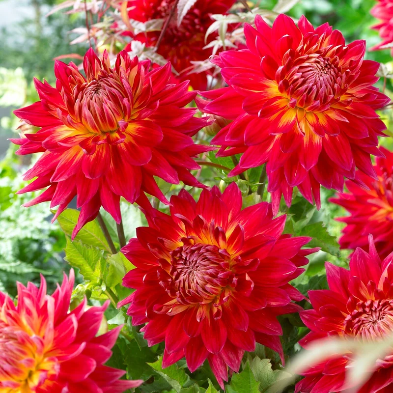 5 Dahlias en mélange