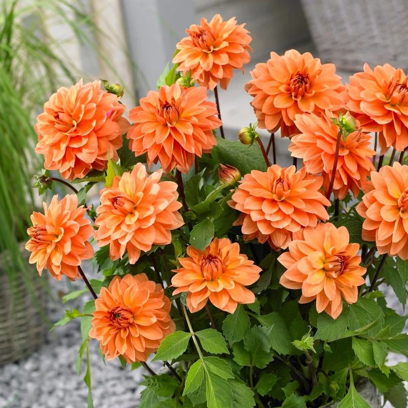 5 Dahlias en mélange