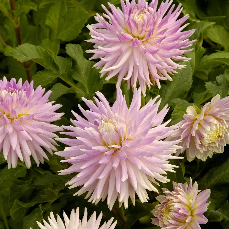5 Dahlias en mélange