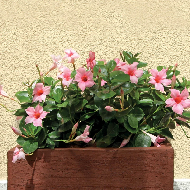Jasmin du Brésil rose - Dipladenia