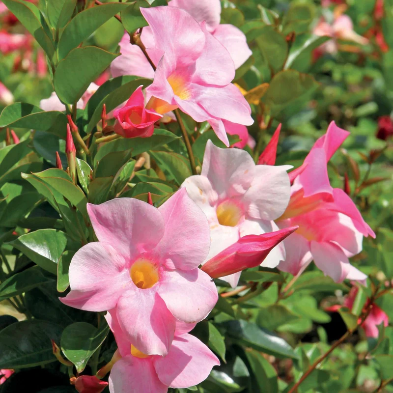 Jasmin du Brésil rose - Dipladenia