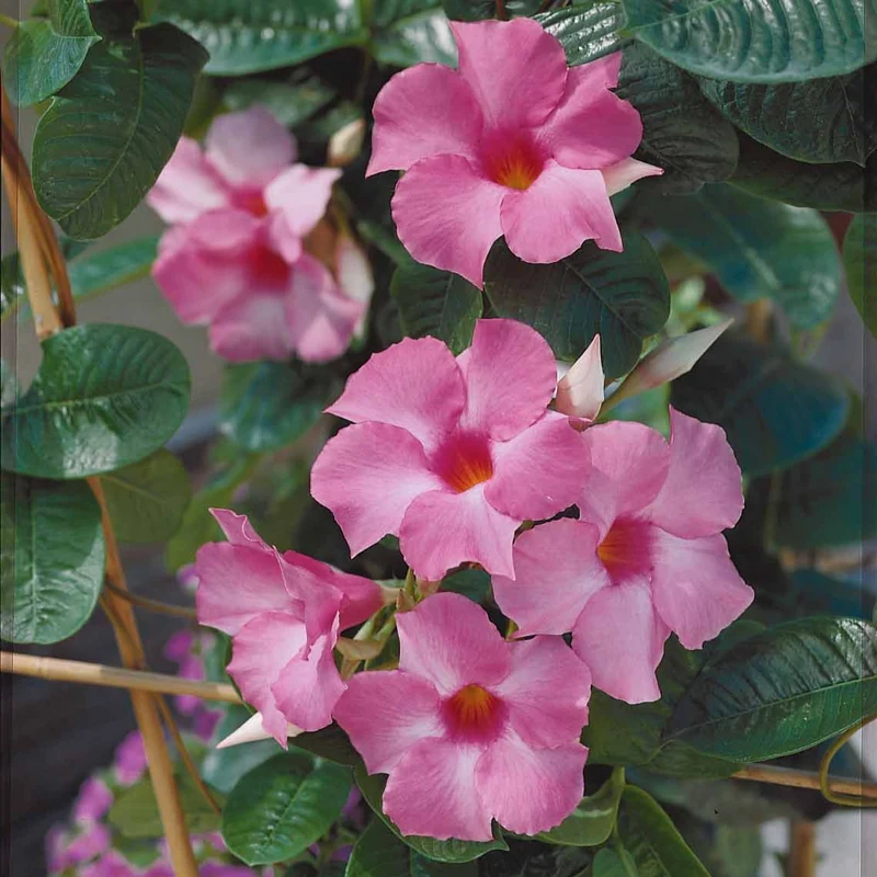 Jasmin du Brésil rose - Dipladenia