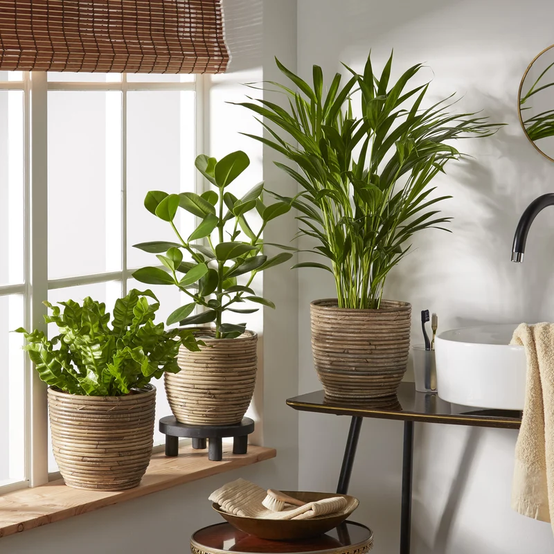 Collection de 3 plantes purificatrices d'air