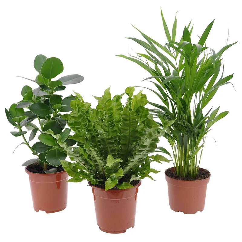 Collection de 3 plantes purificatrices d'air