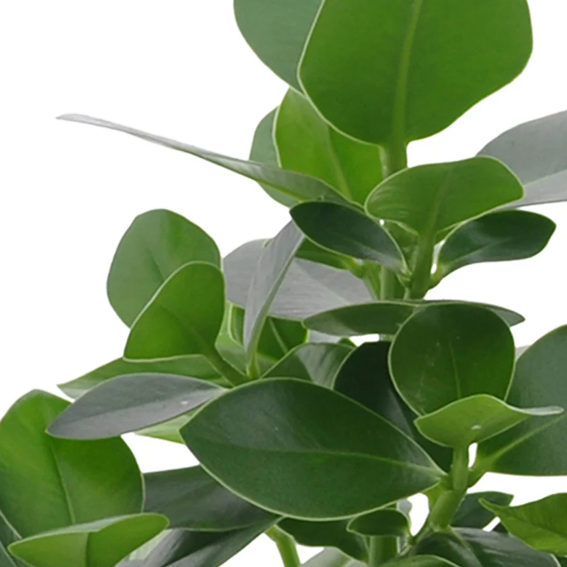 Collection de 3 plantes purificatrices d'air