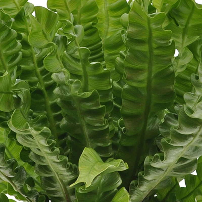 Collection de 3 plantes purificatrices d'air