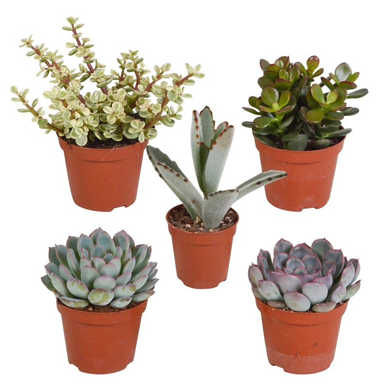 Collection de 5 succulentes