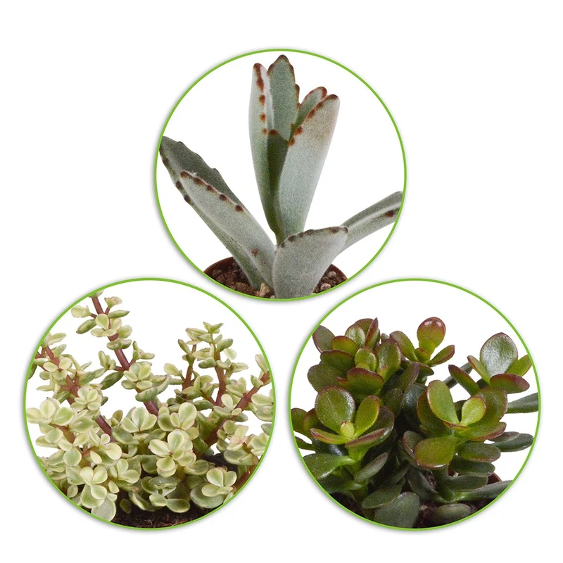 Collection de 5 succulentes
