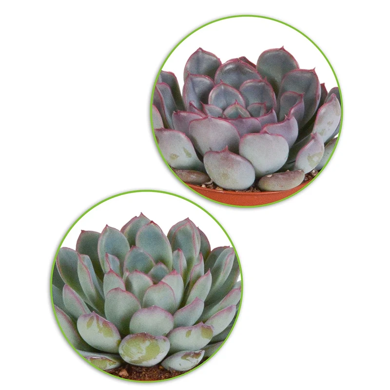 Collection de 5 succulentes
