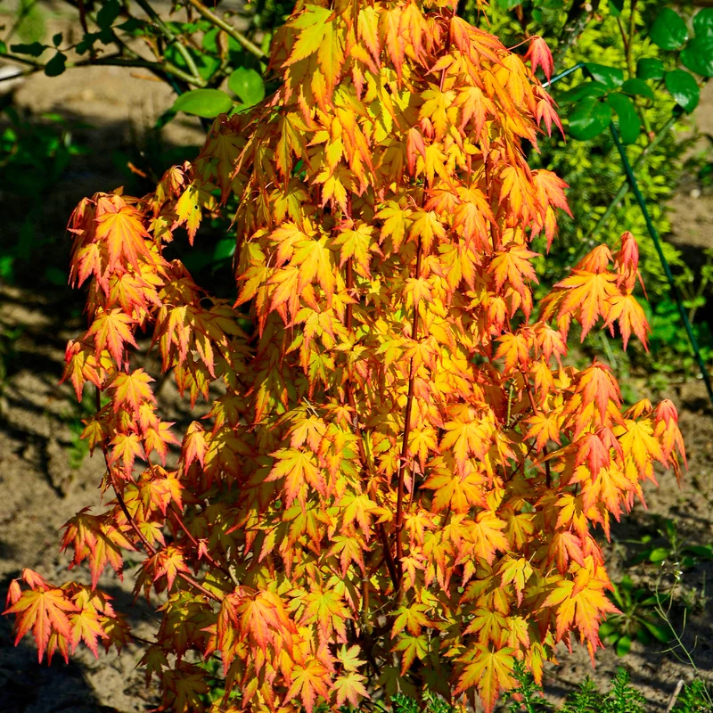 Erable du Japon Katsura