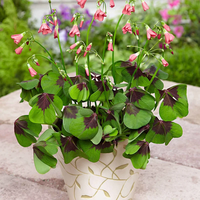 50 Oxalis deppei Iron Cross