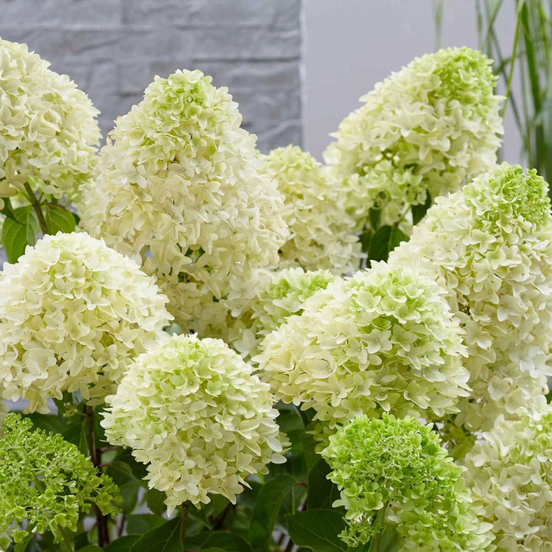 Hortensia paniculé Skyfall