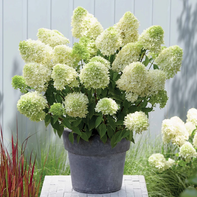 Hortensia paniculé Skyfall