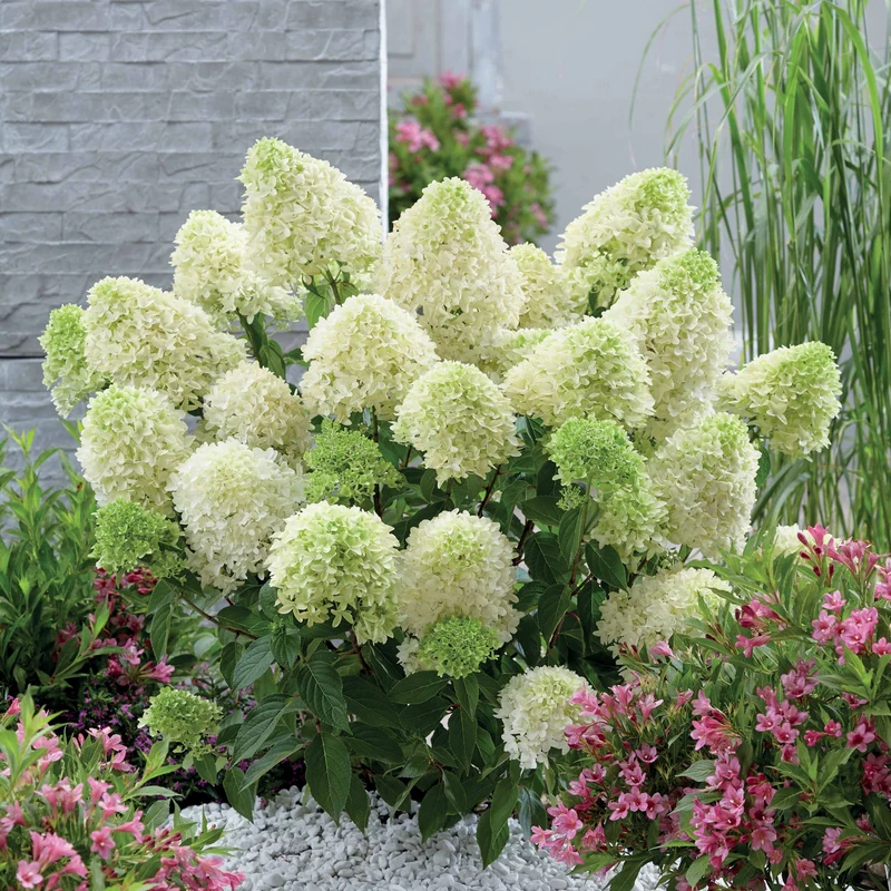 Hortensia paniculé Skyfall