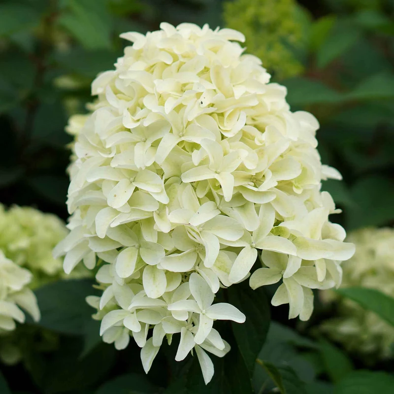 Hortensia paniculé Skyfall