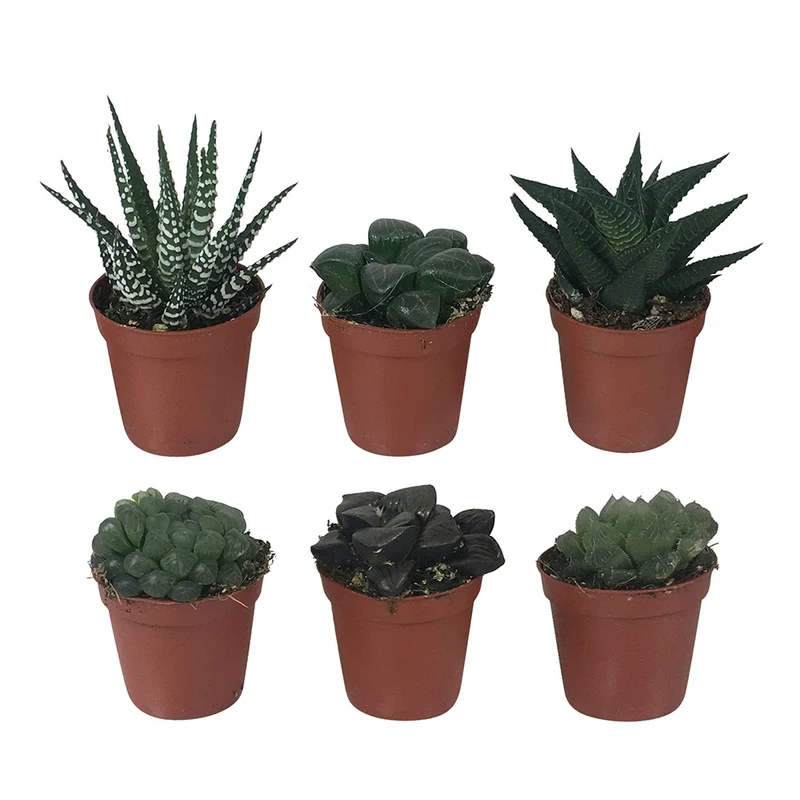 Haworthia Minima en mélange