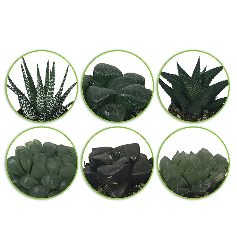 Haworthia Minima en mélange