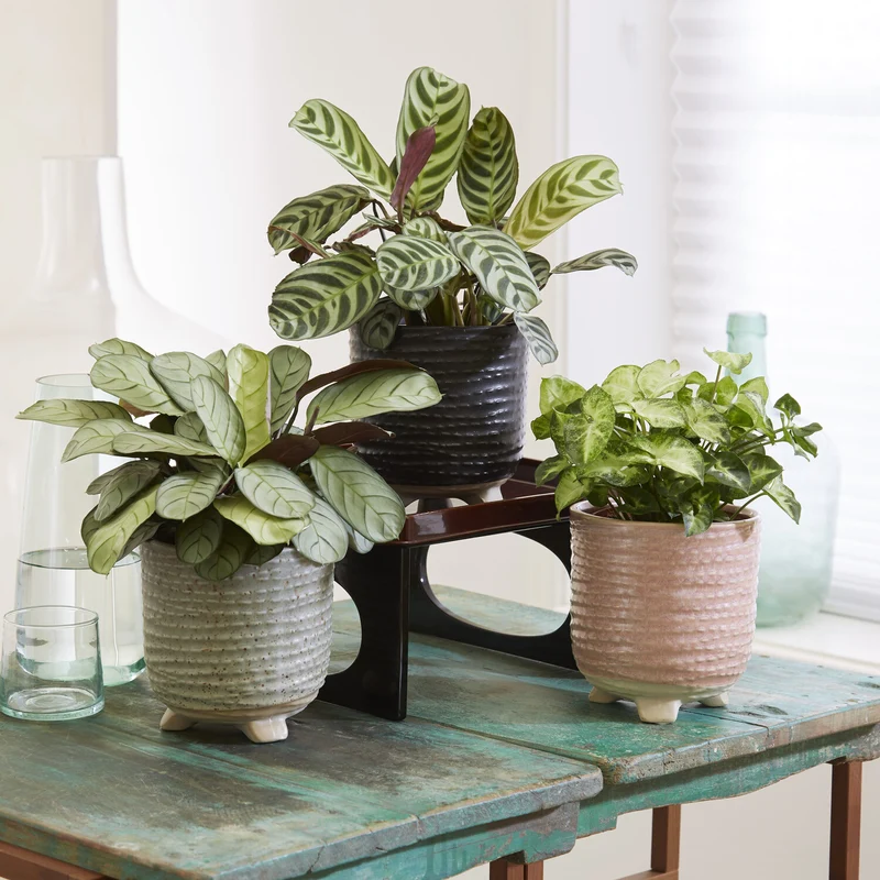 Collection de 3 plantes d'intérieur à feuillage marbré