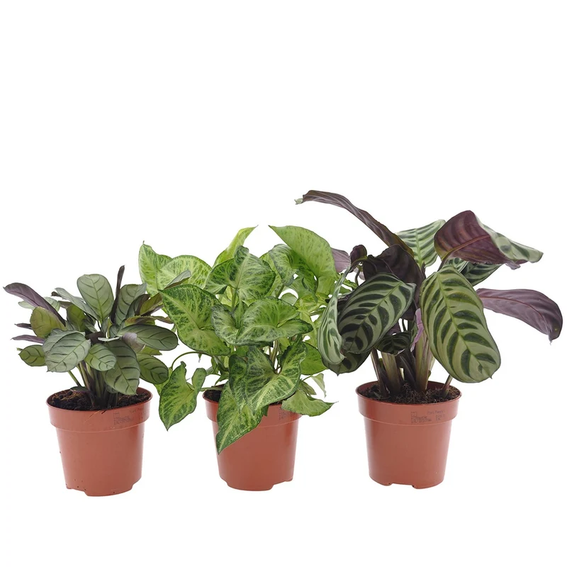 Collection de 3 plantes d'intérieur à feuillage marbré