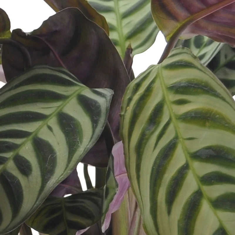 Collection de 3 plantes d'intérieur à feuillage marbré
