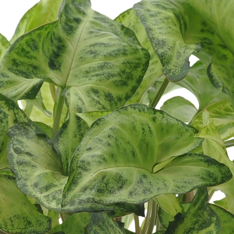 Collection de 3 plantes d'intérieur à feuillage marbré