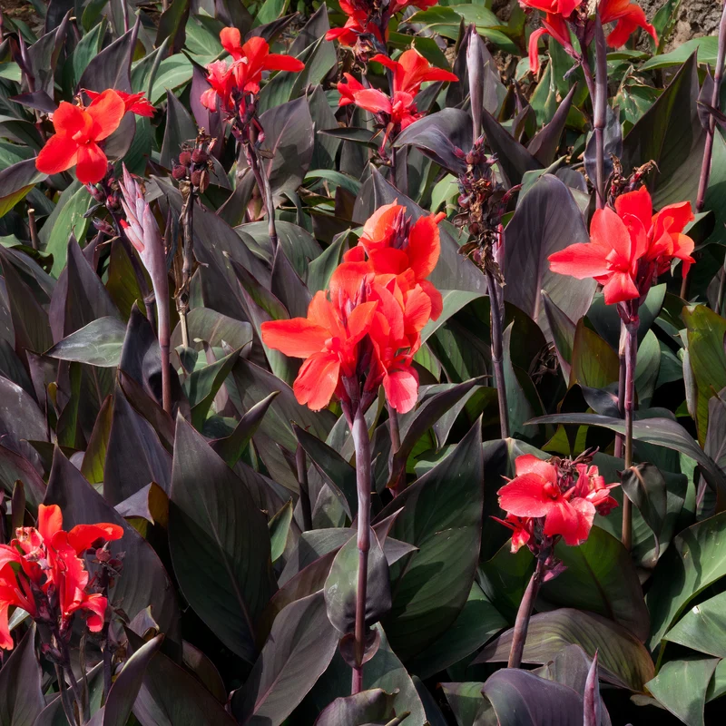 2 Canna Red Futurity