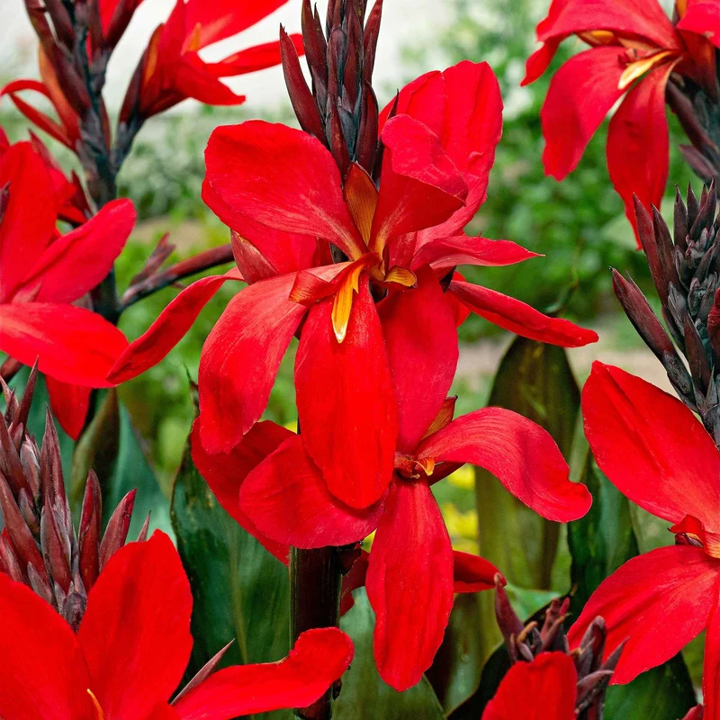 2 Canna Red Futurity
