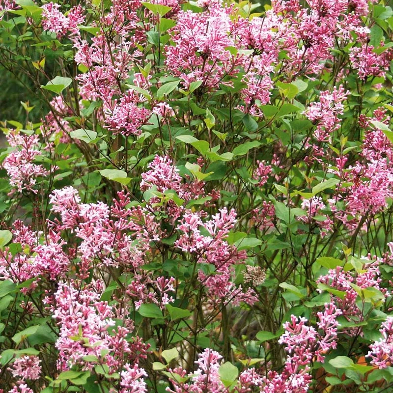 Lilas parfum rose